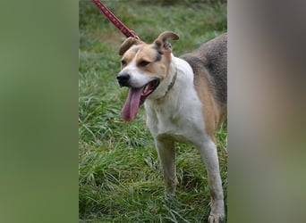 Finley - Sehr großer, hübscher Rüde, ca. 2017 geboren