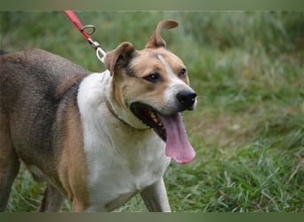 Finley - Sehr großer, hübscher Rüde, ca. 2017 geboren
