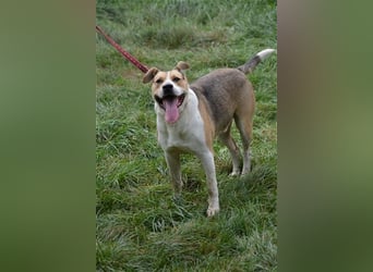 Finley - Sehr großer, hübscher Rüde, ca. 2017 geboren