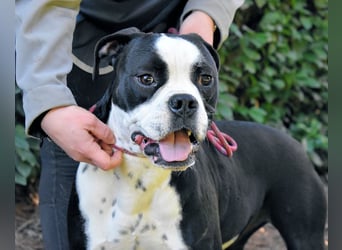 Cailee - Power auf vier Pfoten