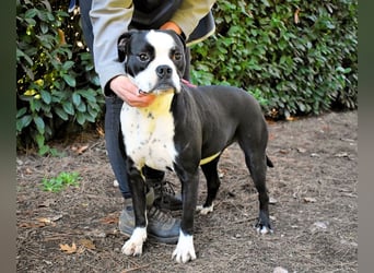 Cailee - Power auf vier Pfoten