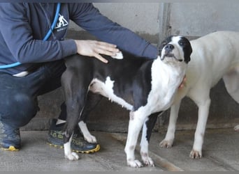 Isaette - Häschen in der Grube
