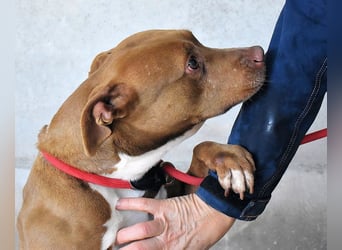 Aschette - SOS - Früher hat sie gelächelt