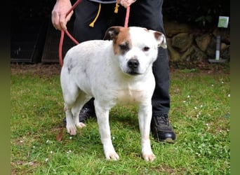 Abalyn - Piratin will Ihr Herz entern