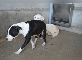 Isaette - Häschen in der Grube