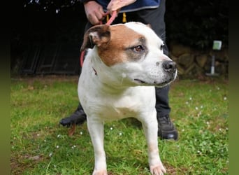 Abalyn - Piratin will Ihr Herz entern