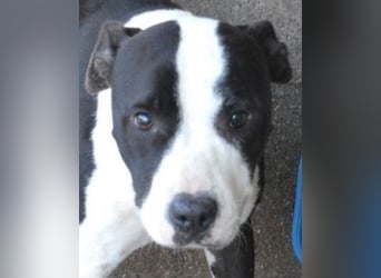 Isaette - Häschen in der Grube