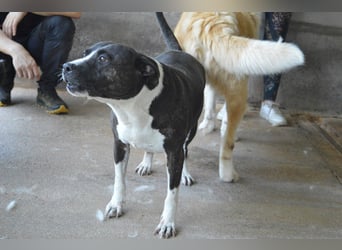 Isolde - Der Rosengarten ...