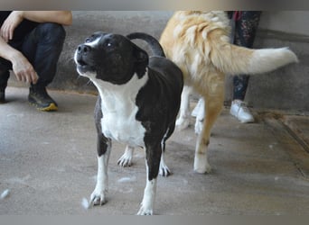 Isolde - Der Rosengarten ...