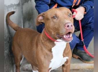 Aschette - SOS - Früher hat sie gelächelt