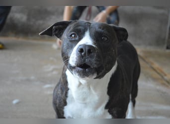 Isolde - Der Rosengarten ...