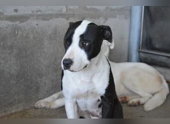 Isaette - Häschen in der Grube