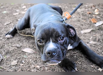 Cedrick - Power auf vier Pfoten