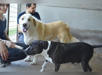 Isolde - Der Rosengarten ...