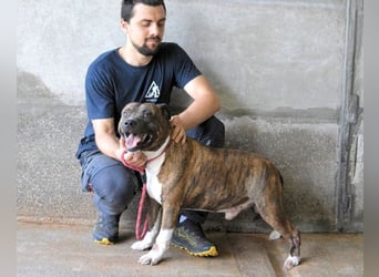 Durgesh - Stark, treu und immer übersehen