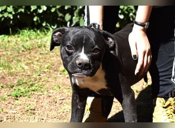 Cedrick - Power auf vier Pfoten