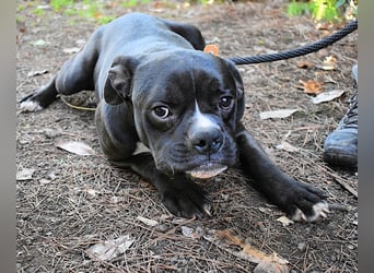 Cedrick - Power auf vier Pfoten