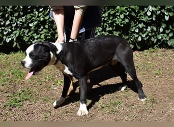 Cailee - Power auf vier Pfoten