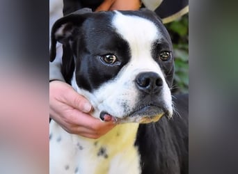 Cailee - Power auf vier Pfoten