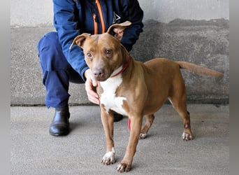 Aschette - SOS - Früher hat sie gelächelt