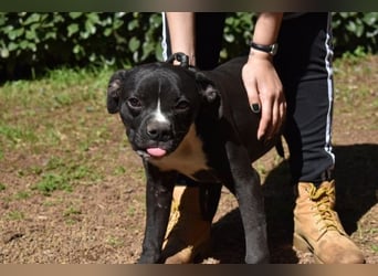 Cedrick - Power auf vier Pfoten