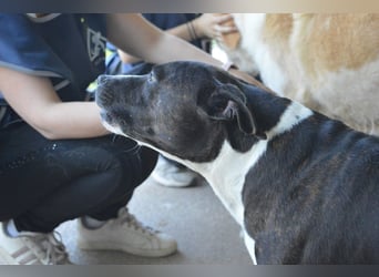 Isolde - Der Rosengarten ...