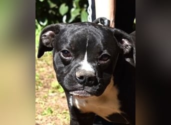 Cedrick - Power auf vier Pfoten