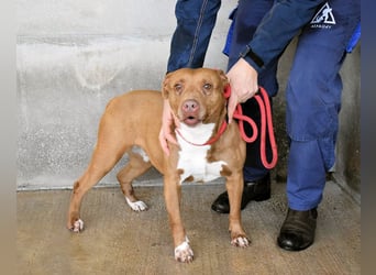 Aschette - SOS - Früher hat sie gelächelt