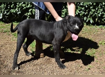 Cedrick - Power auf vier Pfoten