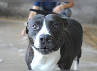 Isolde - Der Rosengarten ...