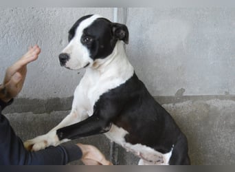 Isaette - Häschen in der Grube