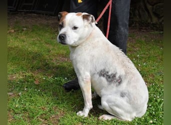 Abalyn - Piratin will Ihr Herz entern