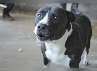 Isolde - Der Rosengarten ...