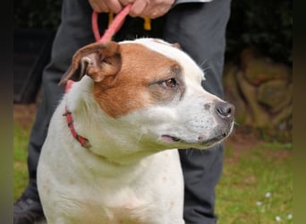 Abalyn - Piratin will Ihr Herz entern