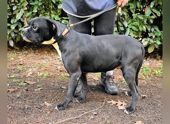 Cedrick - Power auf vier Pfoten