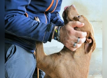 Aschette - weißt du, wie es früher war?