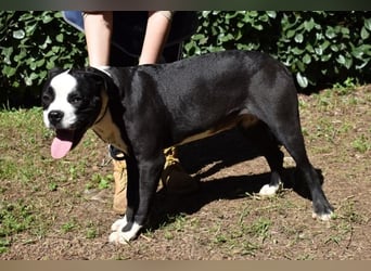 Cailee - Power auf vier Pfoten