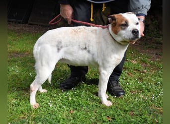 Abalyn - Piratin will Ihr Herz entern