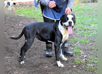 Cailee - Power auf vier Pfoten