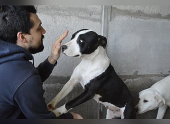 Isaette - Häschen in der Grube
