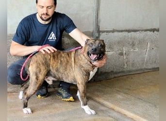 Durgesh - Stark, treu und immer übersehen