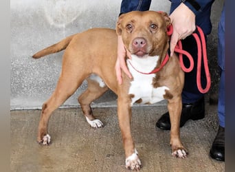 Aschette - SOS - Früher hat sie gelächelt