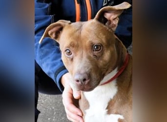 Aschette - SOS - Früher hat sie gelächelt