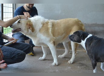 Isolde - Der Rosengarten ...