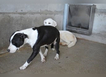 Isaette - Häschen in der Grube