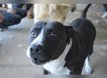 Isolde - Der Rosengarten ...