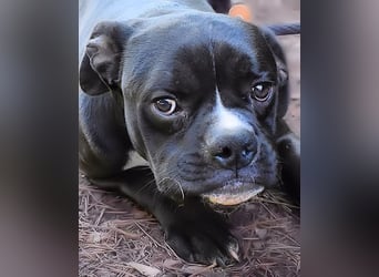 Cedrick - Power auf vier Pfoten