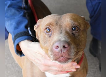 Aschette - SOS - Früher hat sie gelächelt