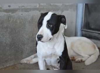 Isaette - Häschen in der Grube