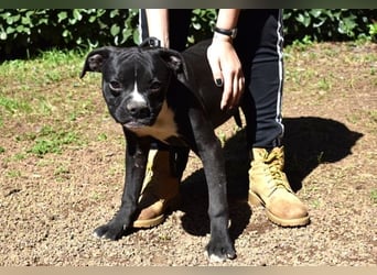 Cedrick - Power auf vier Pfoten